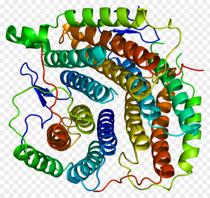 MMAB Cob(I)yrinic Acid A,c-diamide Adenosyltransferase Methylmalonic Acidemia S-adenosylmethionine Synthetase Enzyme Methylmalonyl-CoA Mutase PNG