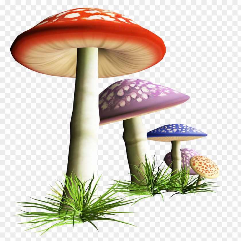 Mushroom Fungus Clip Art PNG