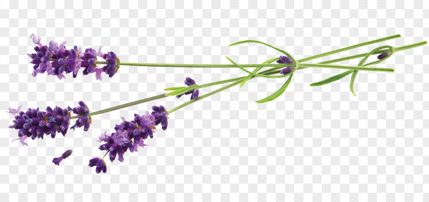 Stereoscopic Flower Lavender Stock Photography Plant PNG