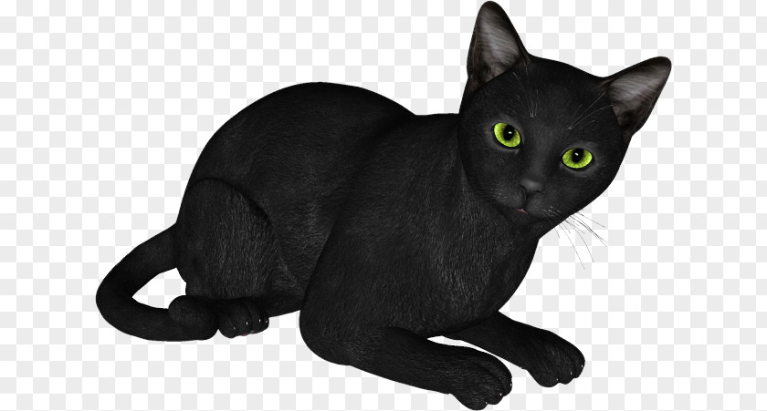 Chat Noir Black Cat Bombay Russian Blue Korat Domestic Short-haired PNG