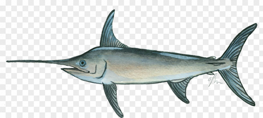 Fish Swordfish Marlin Thunnus Milkfish PNG