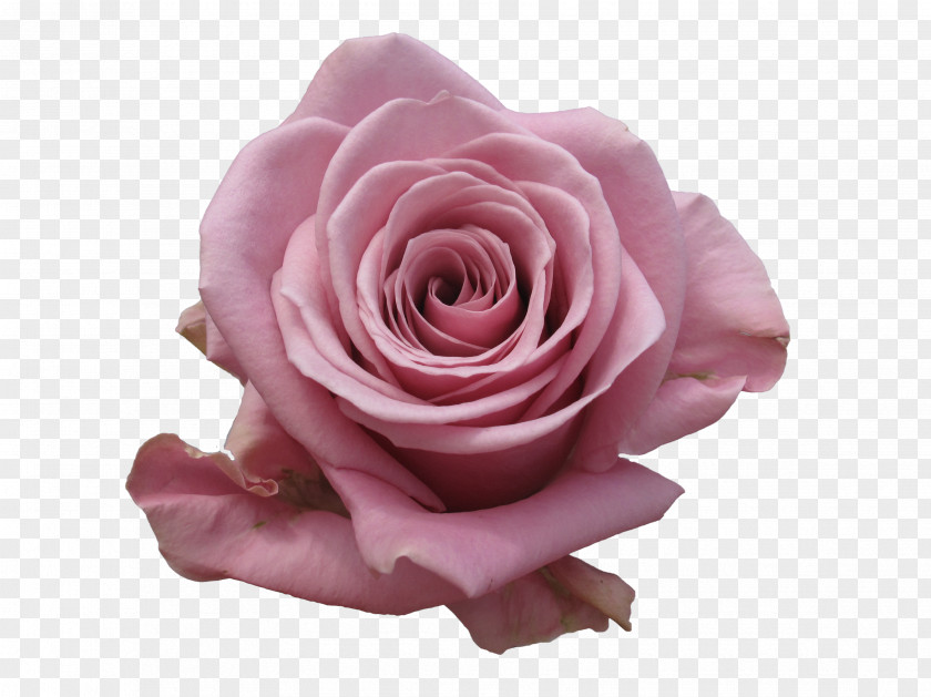 Colonial Flower Shop Ny Garden Roses Cabbage Rose Pink Cut Flowers PNG