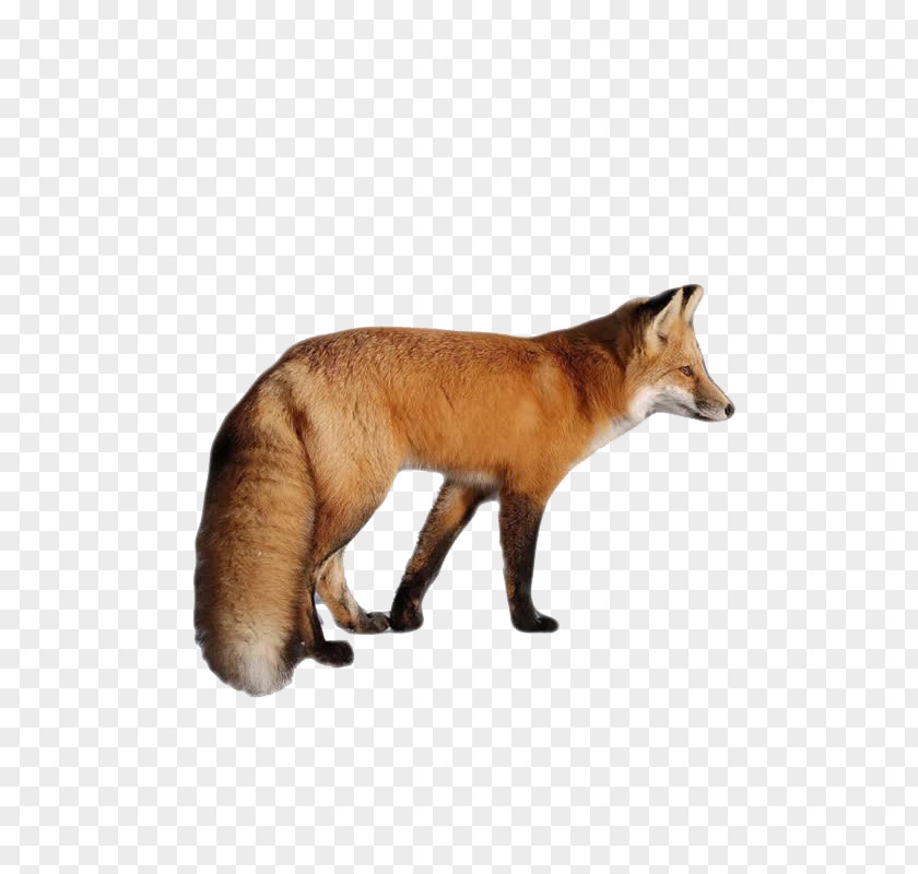 Fox Red Download Clip Art PNG