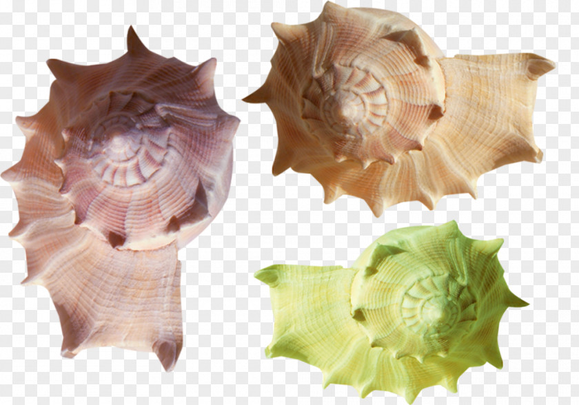Lovely Color Conch Material Seashell Clip Art PNG