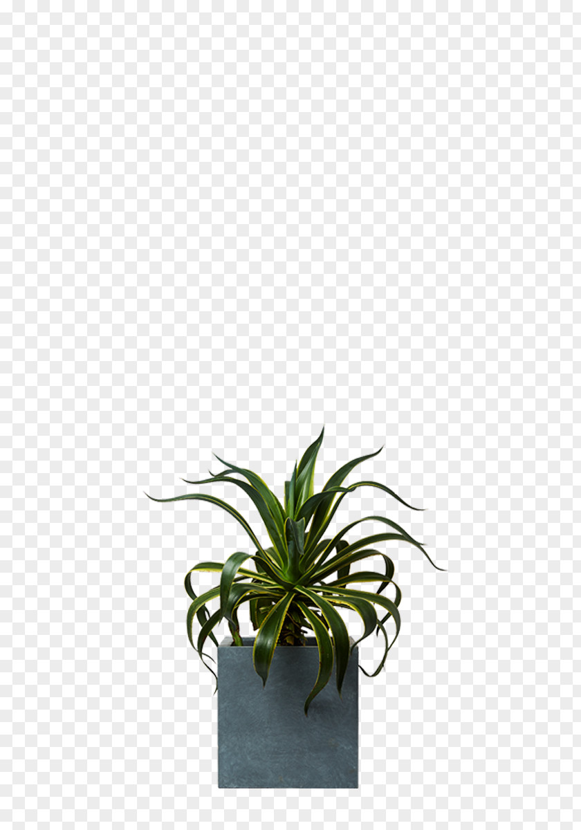 Plant Agave Aloes Houseplant Agavaceae PNG