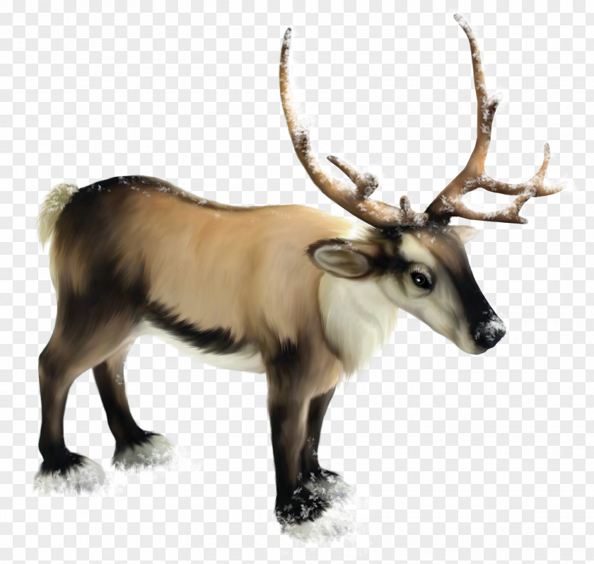 Reindeer Clipart Rudolph Clip Art PNG