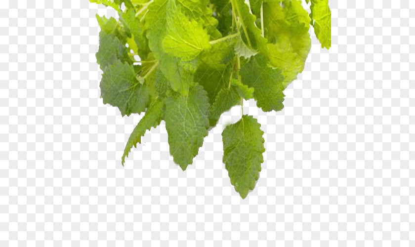 A Slice Of Lemon Balm Tea Herbalism PNG