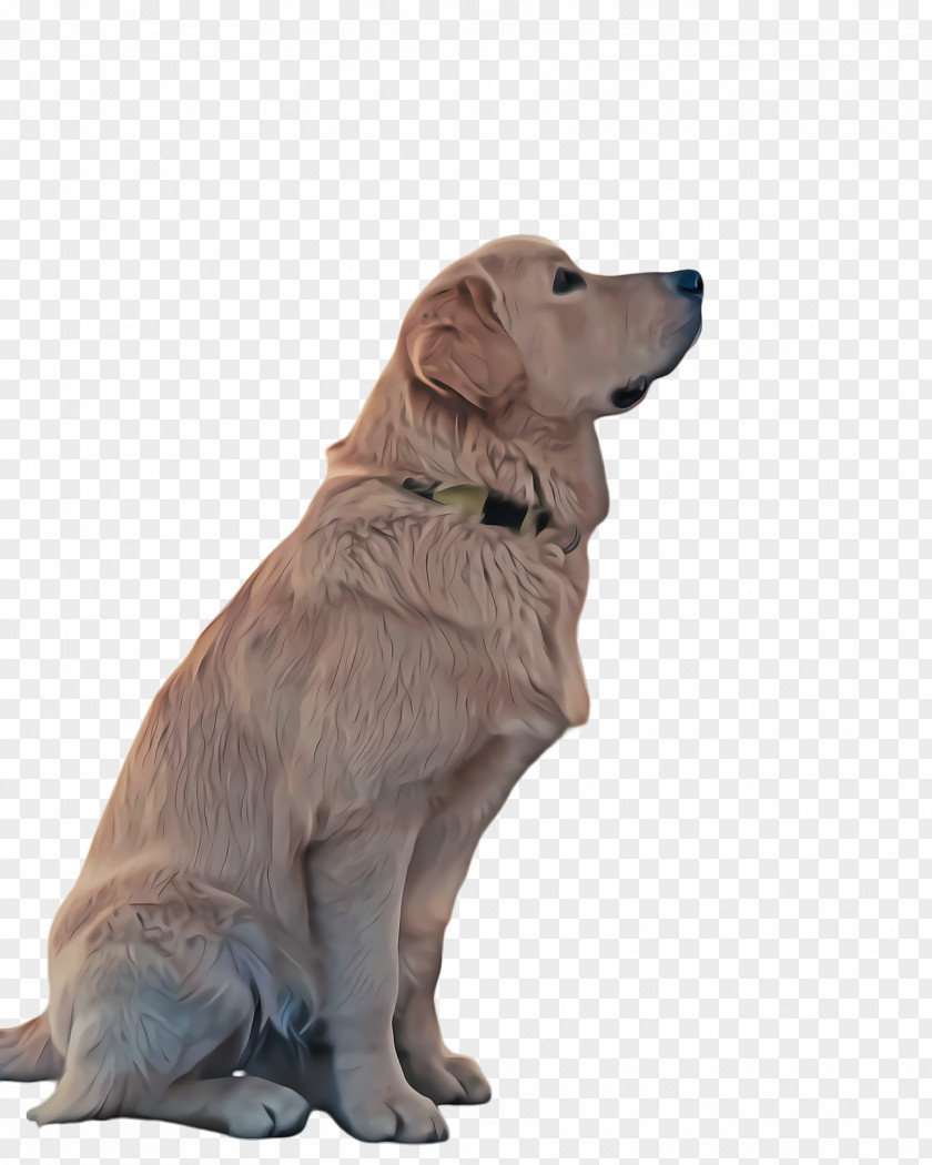 Ancient Dog Breeds Flatcoated Retriever Golden Background PNG