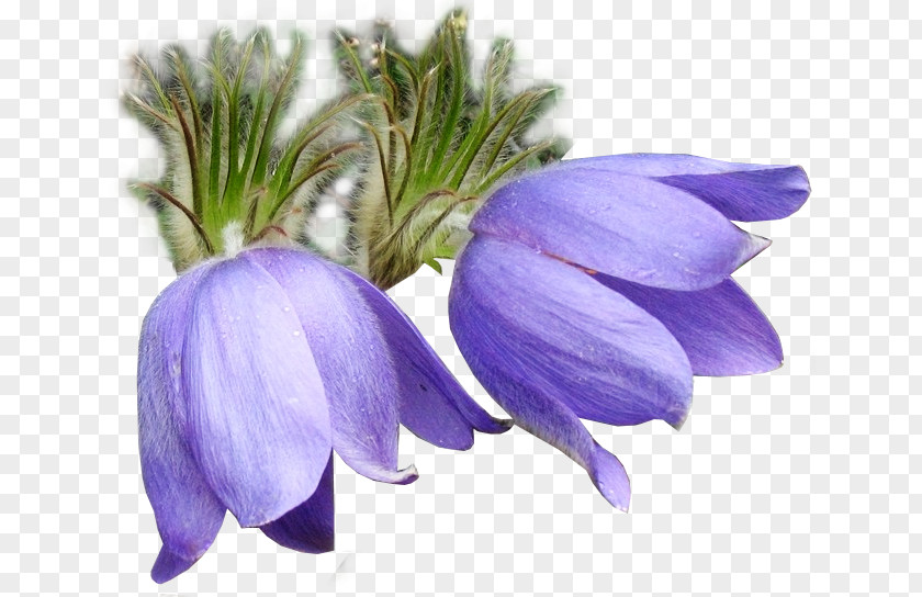 Flower Eastern Pasqueflower Clip Art Crocus PNG