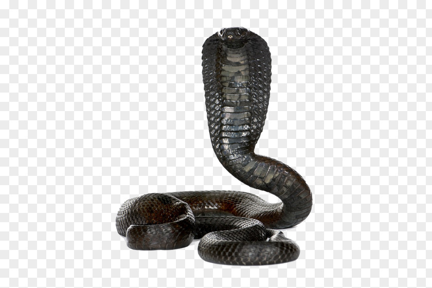 Snake La Corona De Cleopatra The Donner Party Spanish German PNG