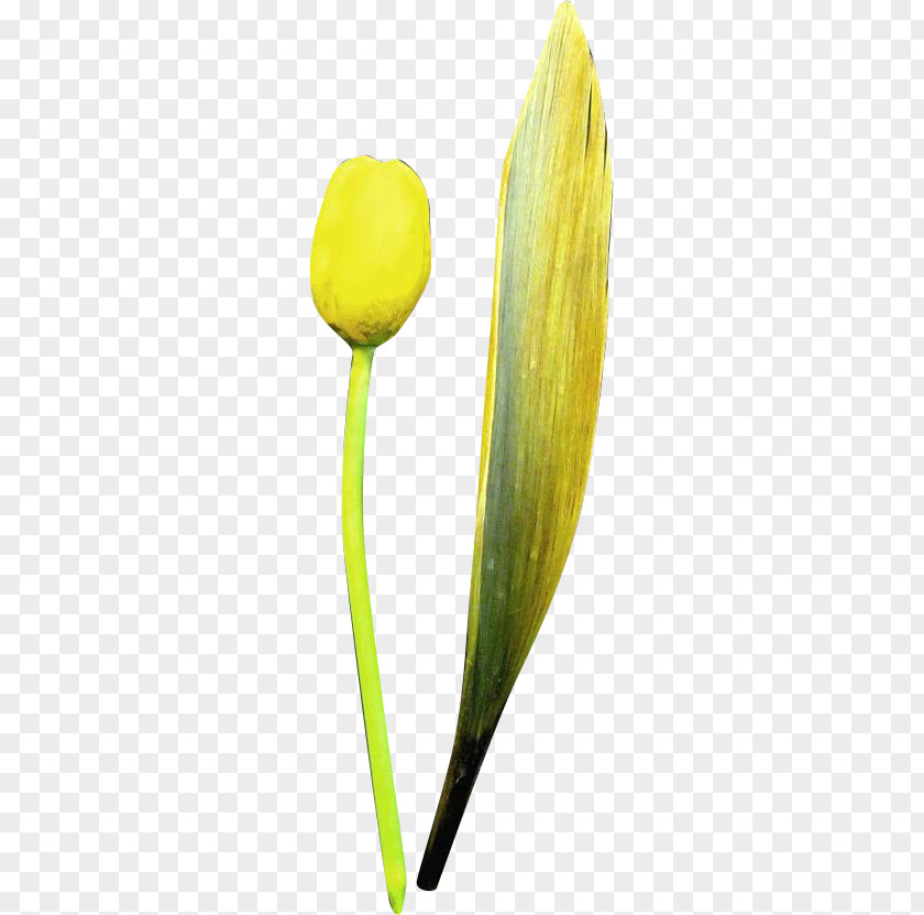 Tulip Petal Plant Stem PNG