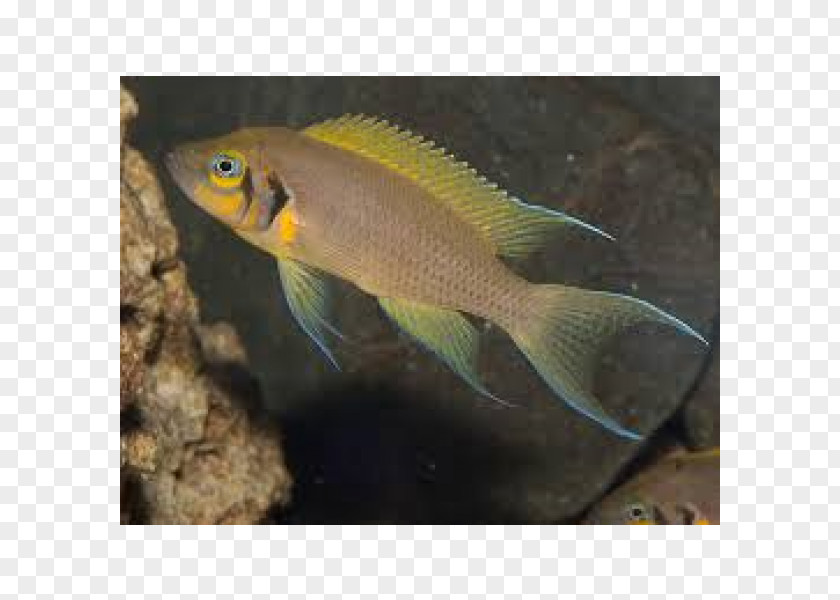 Fish Lake Tanganyika Bony Fishes Neolamprologus Pulcher Fairy Cichlid PNG