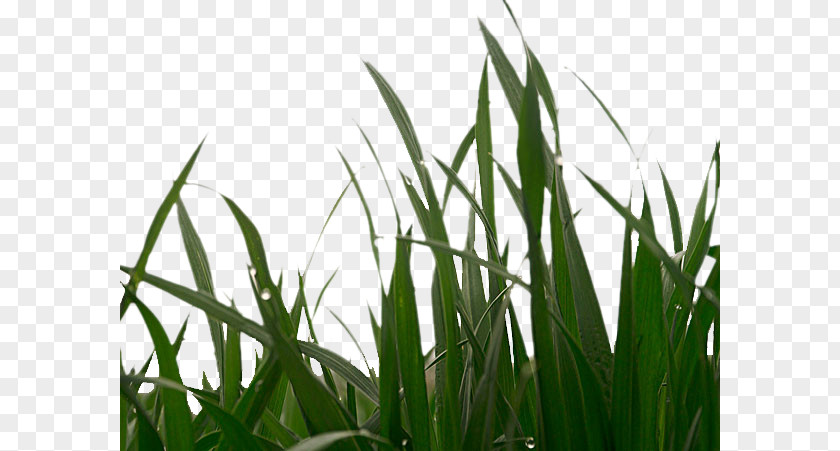 Green Barley Caryopsis Cancer PNG