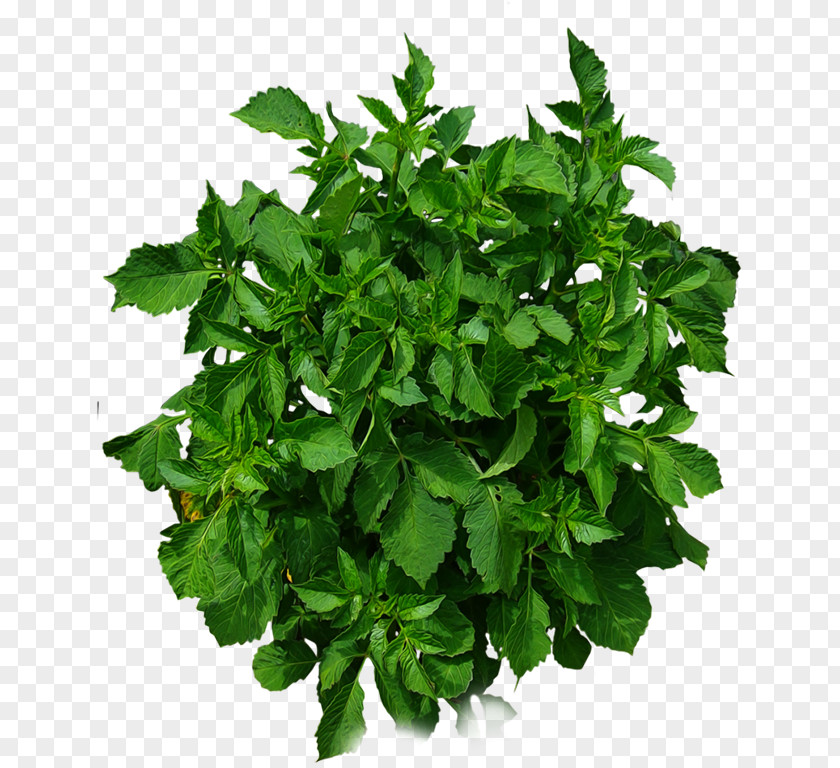 Green Leaves Tree Shrub Computer File PNG