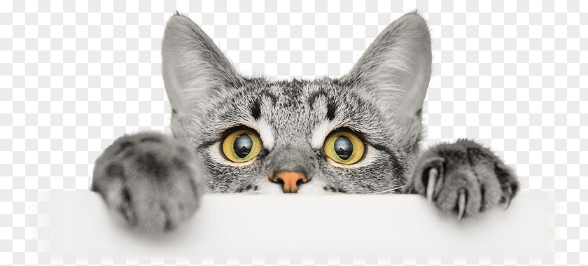Kitten Whiskers Cat Food Person PNG