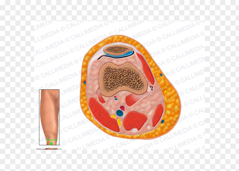 Popliteal Artery Knee Human Anatomy Semimembranosus Muscle Gastrocnemius PNG