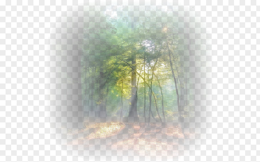 Tree Sunlight Renesmee Carlie Cullen Desktop Wallpaper Mist PNG