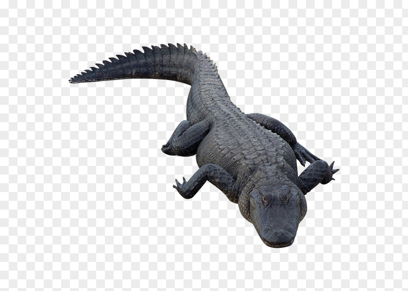 Crocodile Alligator Reptile PNG