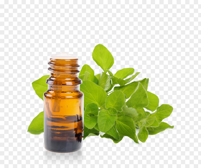 Oil Oregano Essential Marjoram Herb PNG