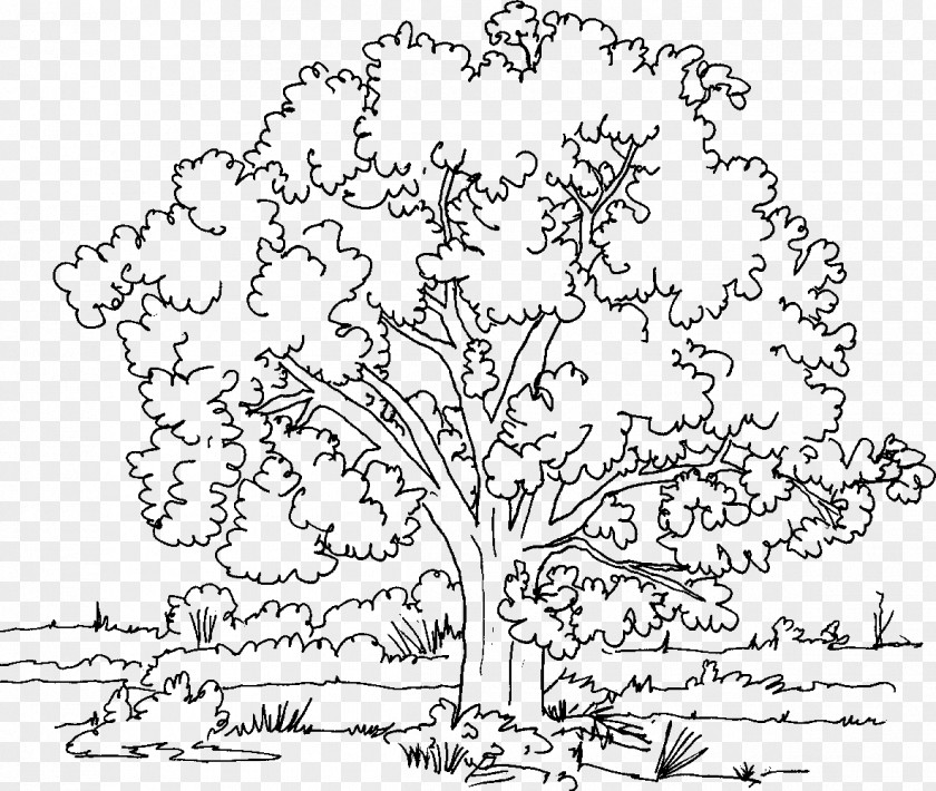 Tree Coloring Book Oak Adult PNG