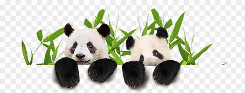 Bear Giant Panda Ouwehands Zoo Clip Art PNG