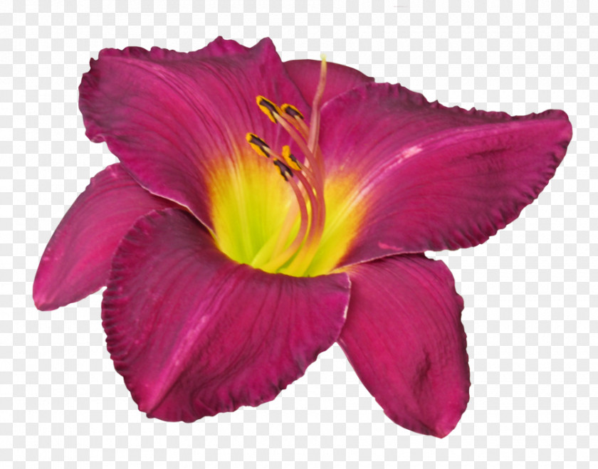 Burgandy Floral Petal Pink M PNG