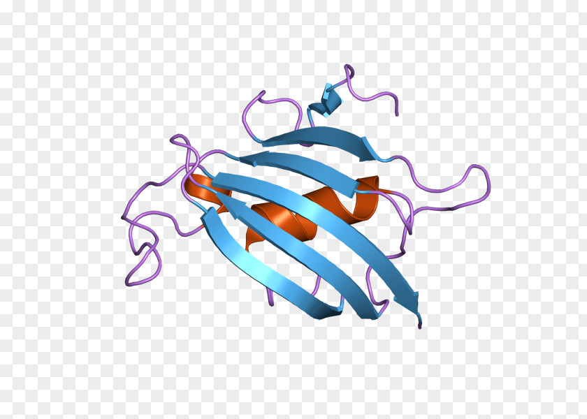 FKBP8 Protein FKBP10 Gene PNG