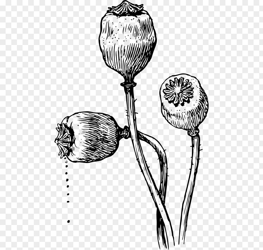 Poppy Seed Opium Clip Art PNG