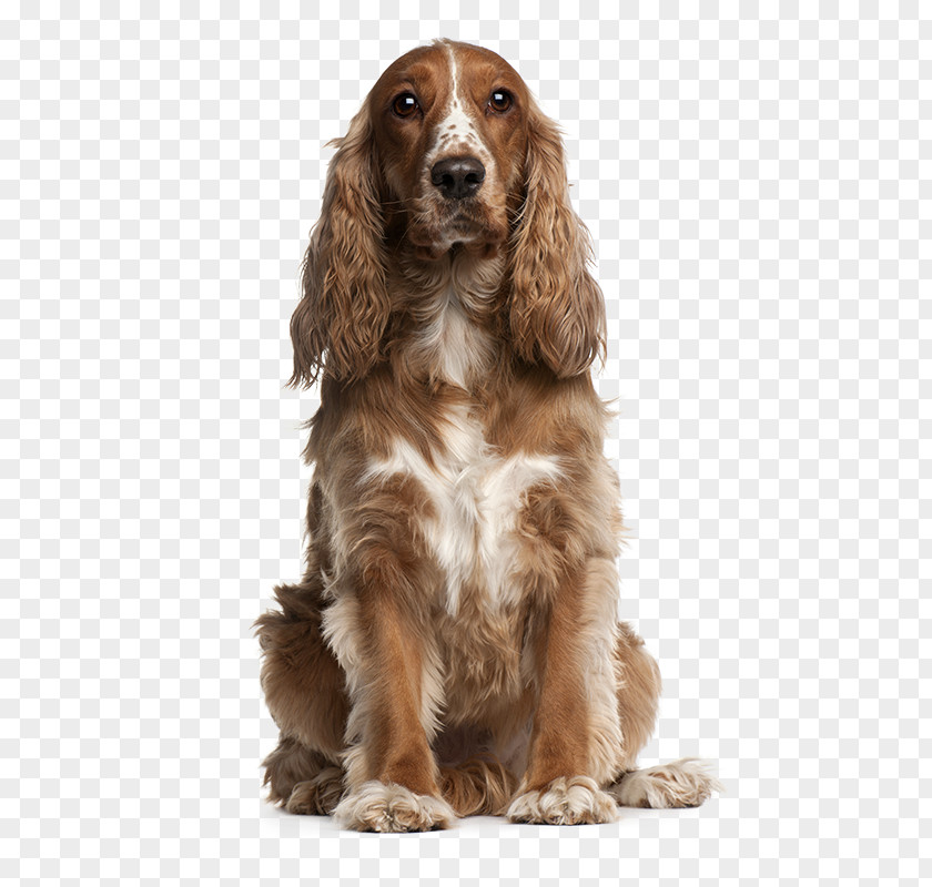 Puppy American Cocker Spaniel English Springer PNG