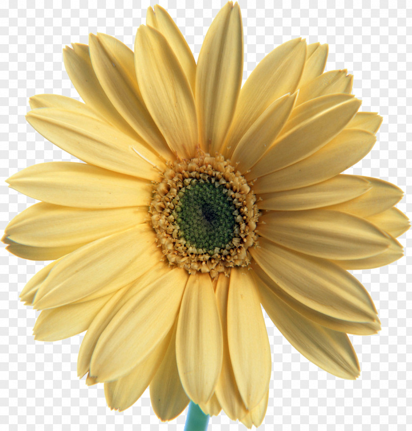 Sunflower Flower Desktop Wallpaper Puttur City Hospital PNG