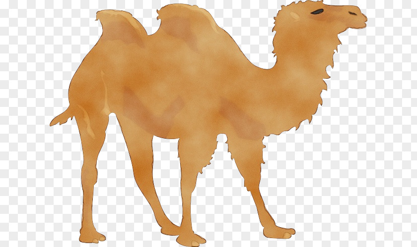Dromedary Even-toed Ungulates Desert Camel Animal Figurine PNG
