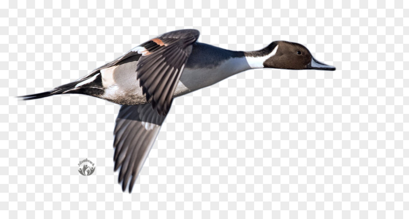 Duck Mallard Goose PNG