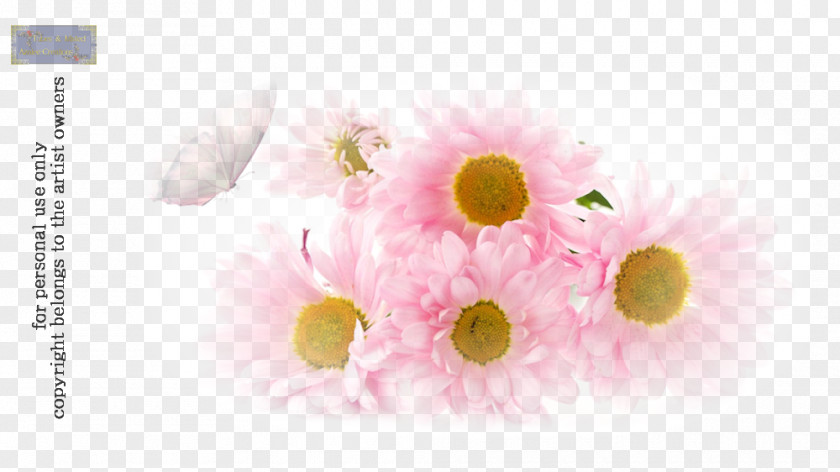 Flower Petal Love Transvaal Daisy PNG