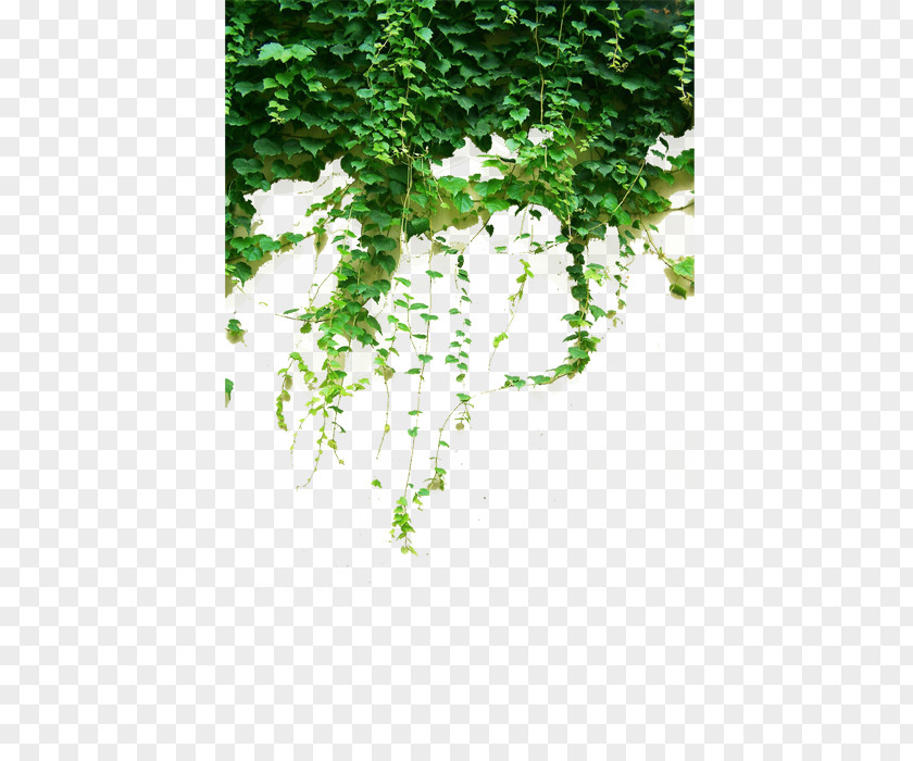 Green Vines PNG vines clipart PNG