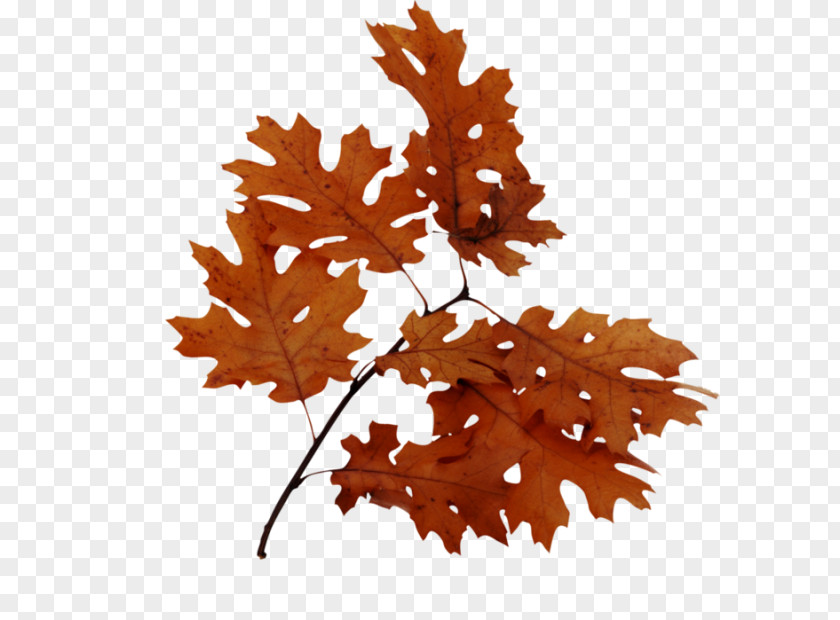 Leaf Bur Oak Northern Red English Acorn PNG