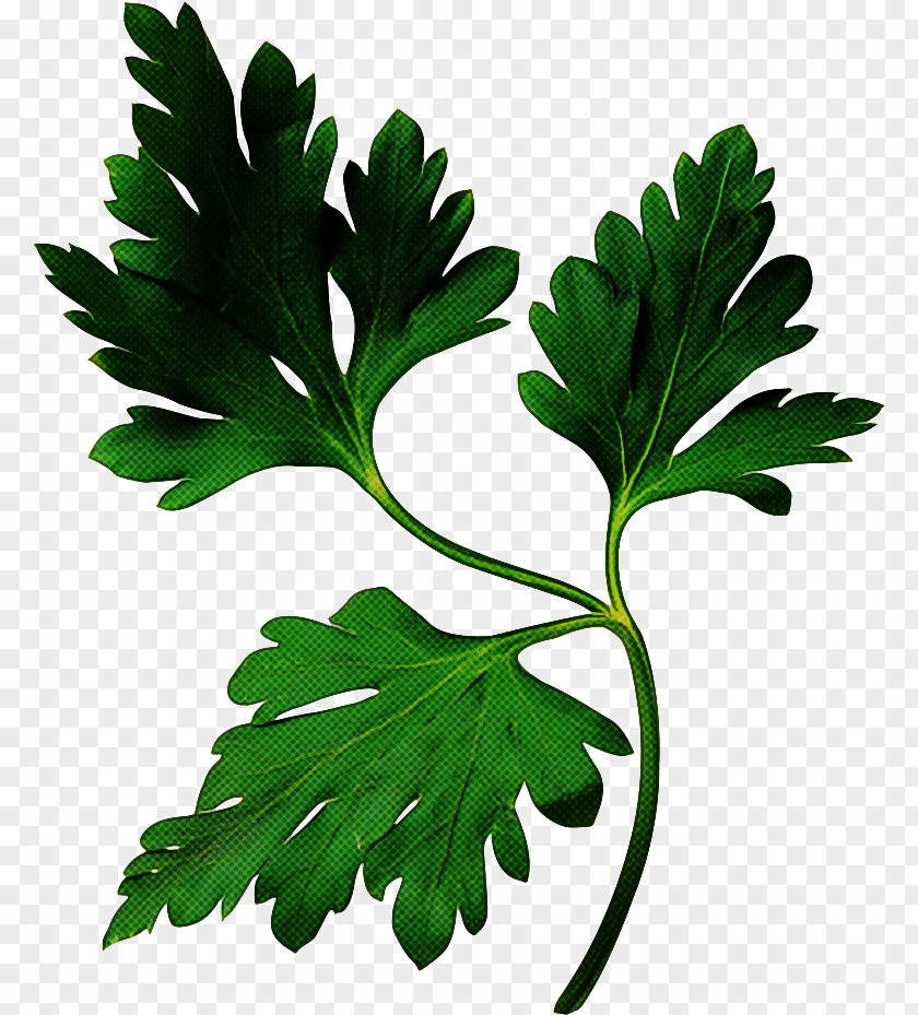 Parsley Family Leaf Vegetable PNG