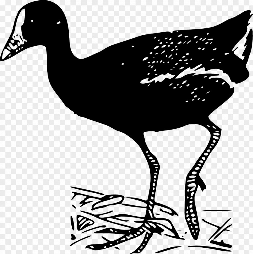 Turkey Bird Clip Art Goose Vector Graphics Swans PNG