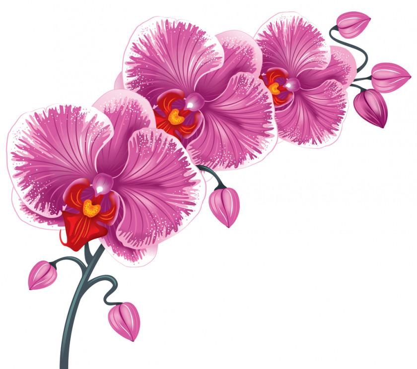 Beauty Parlor Images Flower Desktop Wallpaper Clip Art PNG