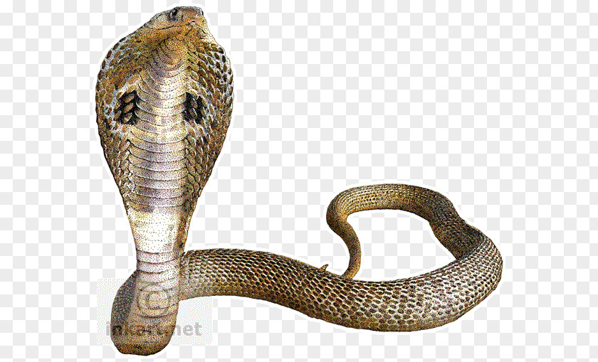 Cobra Snake Transparent Background Indian King PNG