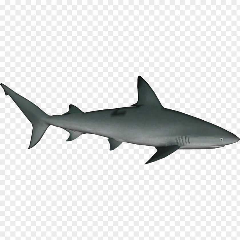 Oceanic Whitetip Shark Sandbar Tiger Bull Great White PNG