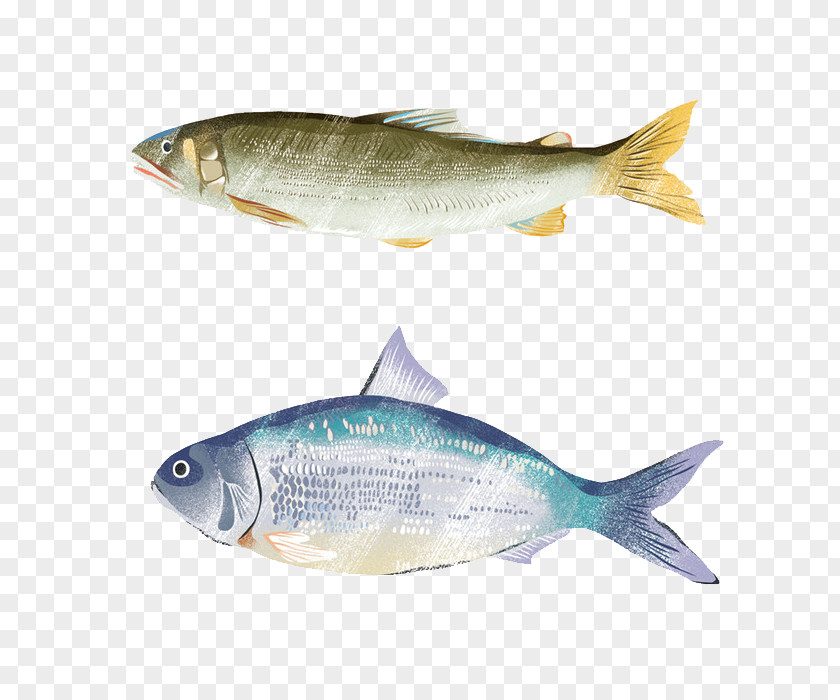 Fish Sardine Common Carp Carassius Auratus PNG