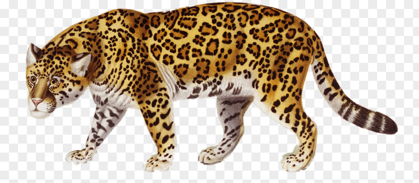 Jaguar Clip Art PNG