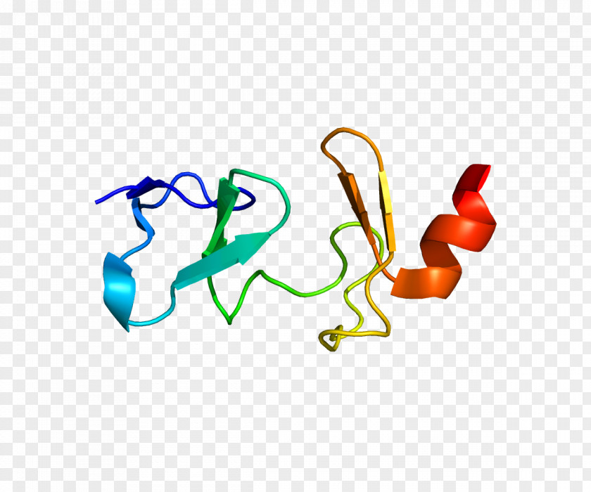 Protein CSRP3 Actin Excitation–contraction Coupling Calcium Signaling Muscle PNG