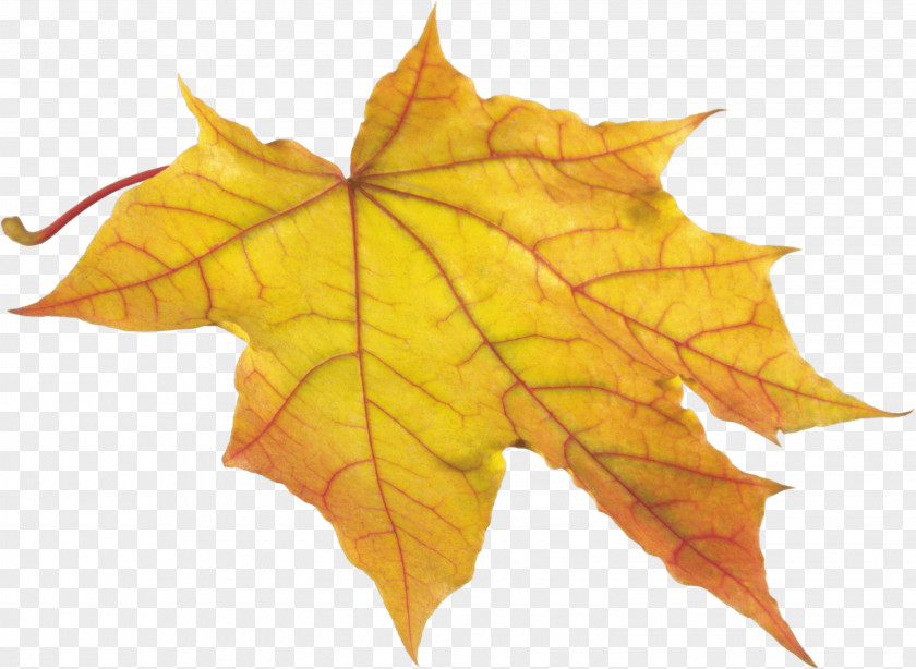 Yellow Autumn Leaf Color Clip Art PNG