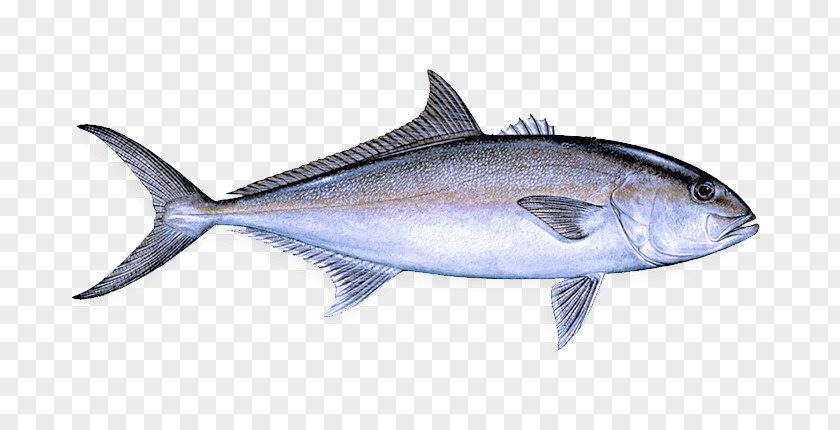 Atlantic Bluefin Tuna Oily Fish Fin Albacore Thunnus PNG