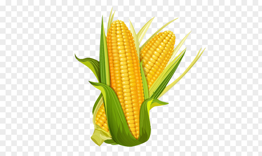 Cartoon Corn Maize La Mazorca Euclidean Vector Illustration PNG