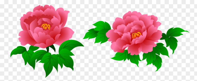 Chrysanthemum Peony Flower Clip Art PNG