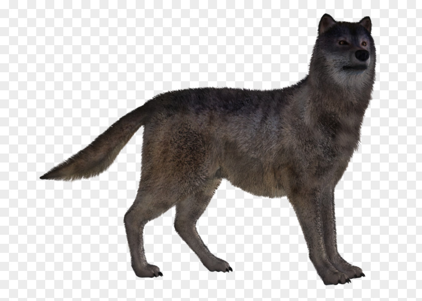 Dog Red Fox Canidae PNG