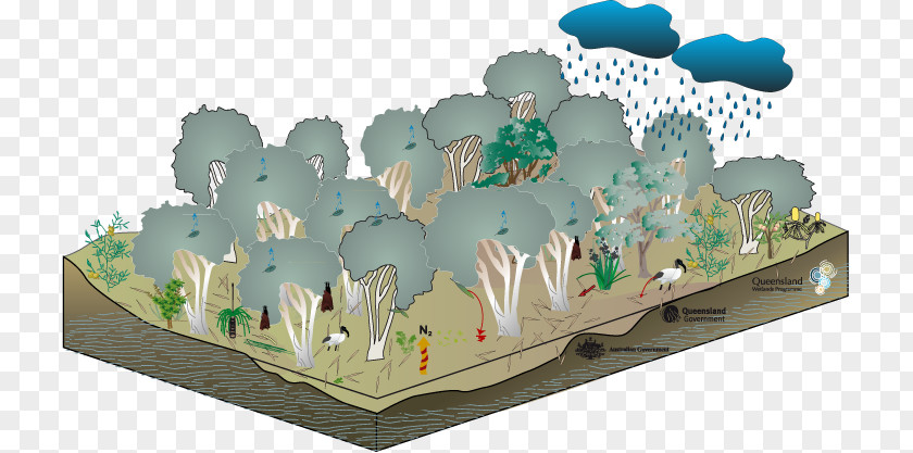 Dry Swamp Gum Trees Ecosystem Floodplain PNG