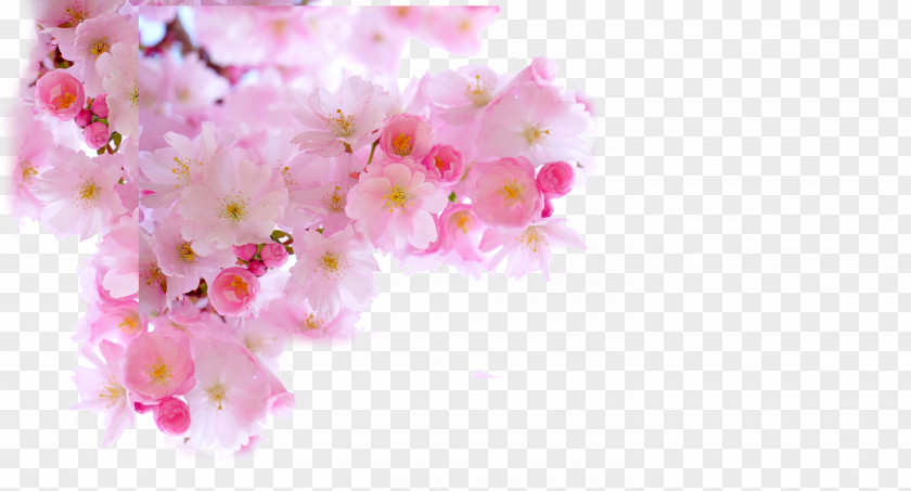 Japanese Pink Sakura Cherry Blossom Download PNG